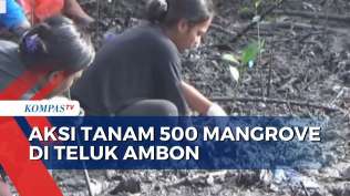 kegiatan-penanaman-kembali-500-anakan-mangrove-di-teluk-ambon