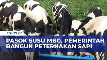 Peternakan Sapi Bakal Dibangun Untuk Pasok Susu MBG | JMP