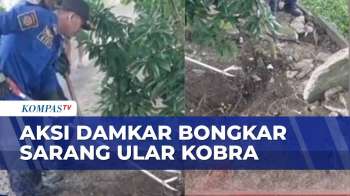 Damkar Evakuasi Sarang Ular Kobra Di Permukiman Warga Di Madiun | BERITA UTAMA