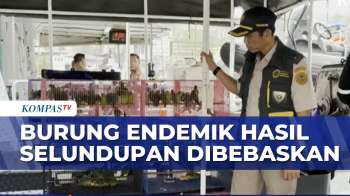 182 Ekor Burung Endemik Sulawesi Hasil Selundupan Dilepasliarkan