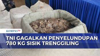 TNI AL Gagalkan Penyelundupan 780 Kg Sisik Trenggiling Senilai Rp46,8 Miliar