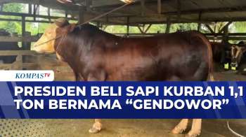 Sapi Simental 1,1 Ton Bernama “Gendowor” Jadi Hewan Kurban Presiden Prabowo