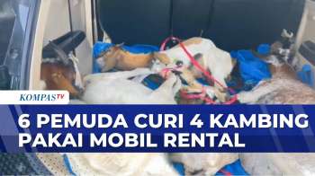 Nekat Curi Kambing Pakai Mobil Rental | BERITA UTAMA