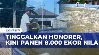 Tinggalkan Pekerjaan Honorer, Arman Panen 8.000 Ekor Ikan Nila Dari Usaha Budi Daya | KOMPAS SIANG