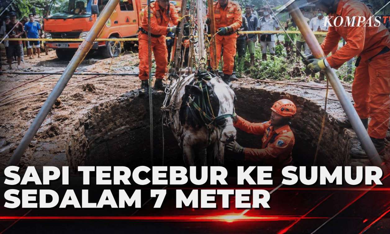 Sapi Jantan Tercebur ke Sumur Sedalam 7 Meter di Blora, Dievakuasi ...