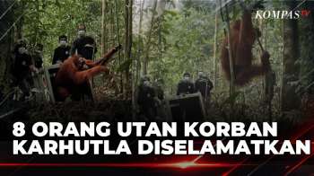 Diselamatkan Dari Karhutla, 8 Orangutan Di Kalimantan Kembali Ke Habitat Alami | KOMPAS PAGI