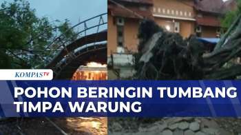 Angin Kencang Di Cirebon, Pohon Beringin Tumbang Timpa Tenda Dan Warung| INDONESIA UPDATE
