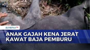 Kena Jerat Pemburu, Anak Gajah Di Way Kambas Berhasil Diselamatkan Tim Rescue | BERUT
