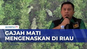 Mengenaskan! Gajah Sumatera Ditemukan Mati, Diduga Jadi Korban Perburuan Liar | BERITA UTAMA