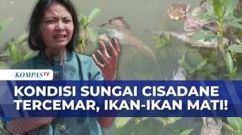 Sungai Cisadane Tercemar, Begini Kondisi Bangkai Ikan Hanyut di Aliran | INDO UPDATE