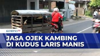 Jelang Idul Adha, Jasa Ojek Kambing Laris Manis | BERITA UTAMA
