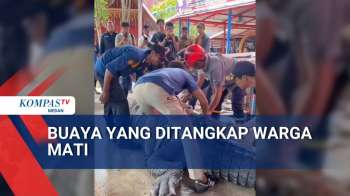 Buaya Seberat 1 Ton Yang Ditangkap Warga Mati