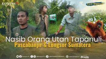 Nasib Orang Utan Tapanuli Terancam Pascabencana Banjir Dan Lonsor Sumatera | SUSTENESIA