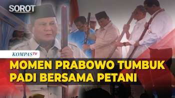 Momen Prabowo Bersama Petani Tumbuk Padi Tandai Pencapaian Swasembada Pangan