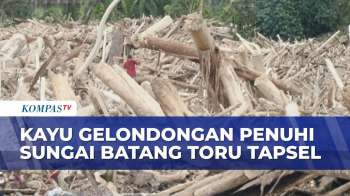Penampakan Kayu Gelondongan Menumpuk Di Sungai Batang Toru Usai Banjir Bandang