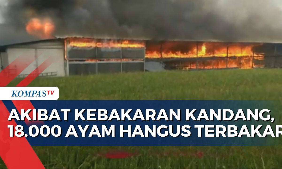 Akibat Kebakaran Kandang di Madiun, 18.000 Ayam Hangus Terbakar