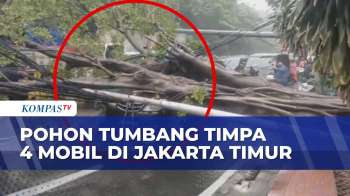 Pohon Tumbang Timpa 4 Mobil di Jatinegara Jakarta Timur, Sebabkan Kemacetan Panjang