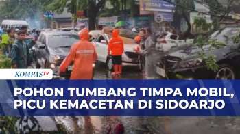 Penampakan Pohon Tumbang Timpa Mobil, Picu Kemacetan Di Jalan Penghubung Sidoarjo-Pasuruan