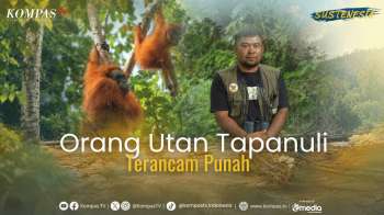 Orang Utan Tapanuli, Kera Besar Langka Terancam Punah | SUSTENESIA