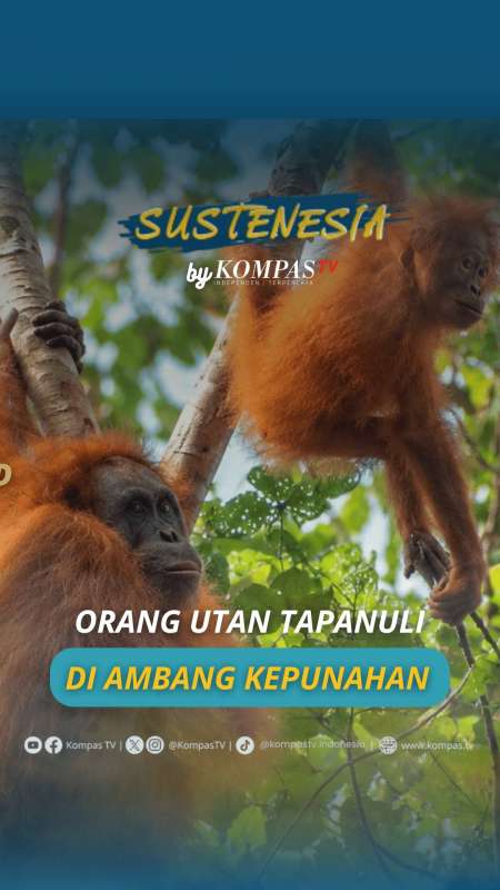 ORANG UTAN TAPANULI DI AMBANG KEPUNAHAN 