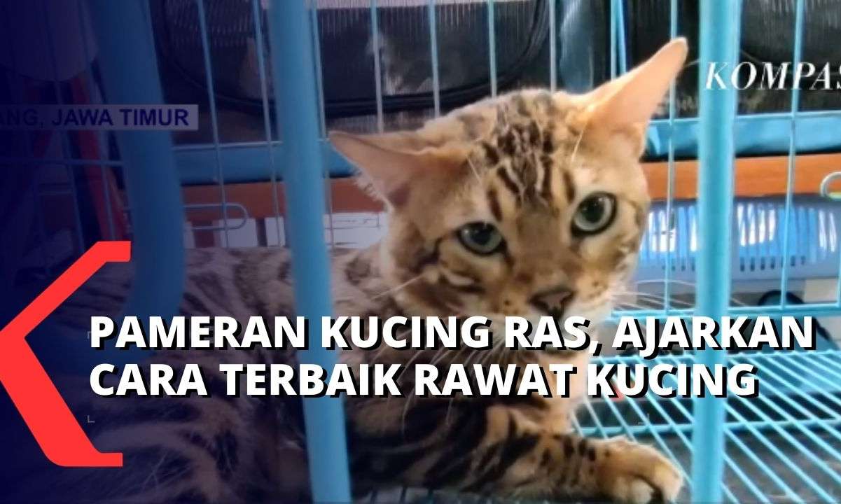Pameran Kucing Digelar di Jatim Park 2 Batu, Kucing Bengal Jadi ...