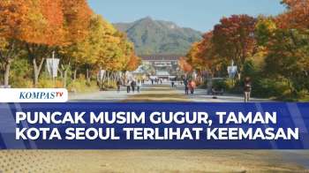 Musim Gugur Di Korea Selatan, Panorama Seoul Grand Park Diselimuti Keemasan Dedaunan | SAPA PAGI
