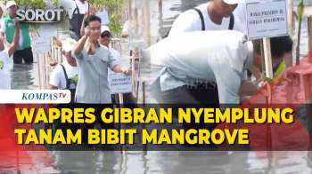 Potret Wapres Gibran Nyemplung Tanam Mangrove Di Mauk Banten