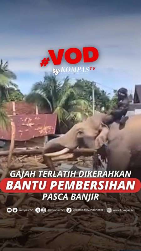 GAJAH TERLATIH DIKERAHKAN BANTU PEMBERSIHAN PASCA BANJIR BANDANG