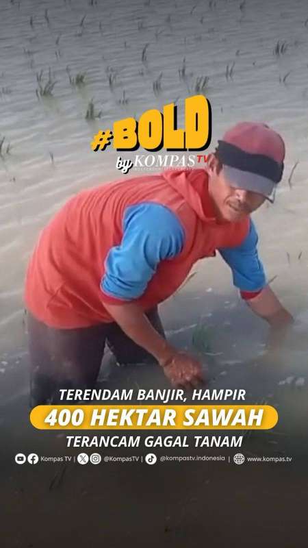 TERENDAM BANJIR, HAMPIR 400 HEKTAR SAWAH TERANCAM GAGAL TANAM