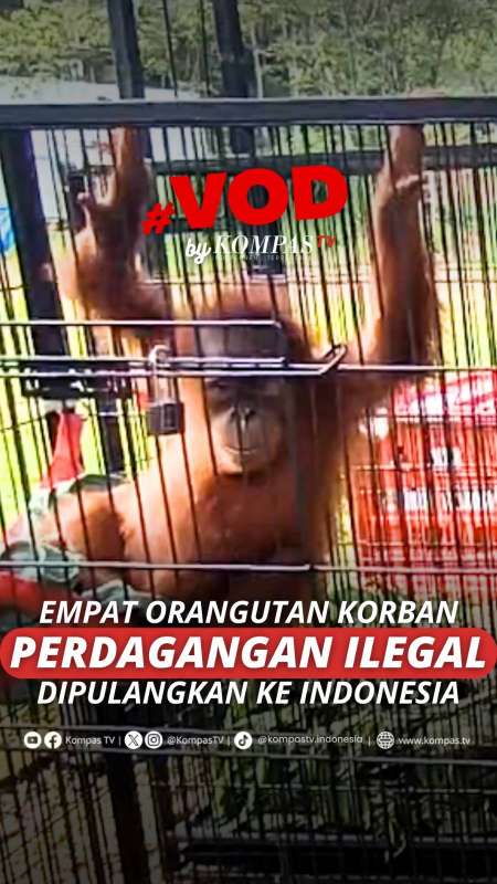 4 ORANGUTAN KORBAN PERDAGANGAN ILEGAL DIPULANGKAN KE INDONESIA