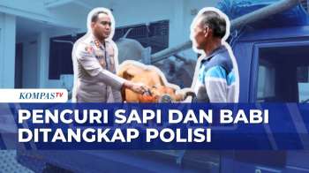 Pencuri Sapi dan Babi di Karangasem Diringkus Polisi Usai Beraksi di Dua Kecamatan | BORGOL