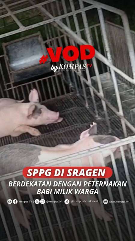 SPPG DI SRAGEN BERDEKATAN DENGAN PETERNAKAN BABI MILIK WARGA