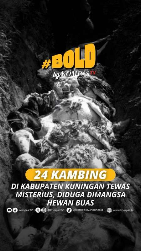 24 KAMBING DI KABUPATEN KUNINGAN TEWAS MISTERIUS, DIDUGA DIMANGSA HEWAN BUAS