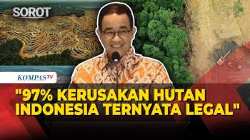 Anies Baswedan: 97 Persen Kerusakan Hutan Di Indonesia Ternyata Legal