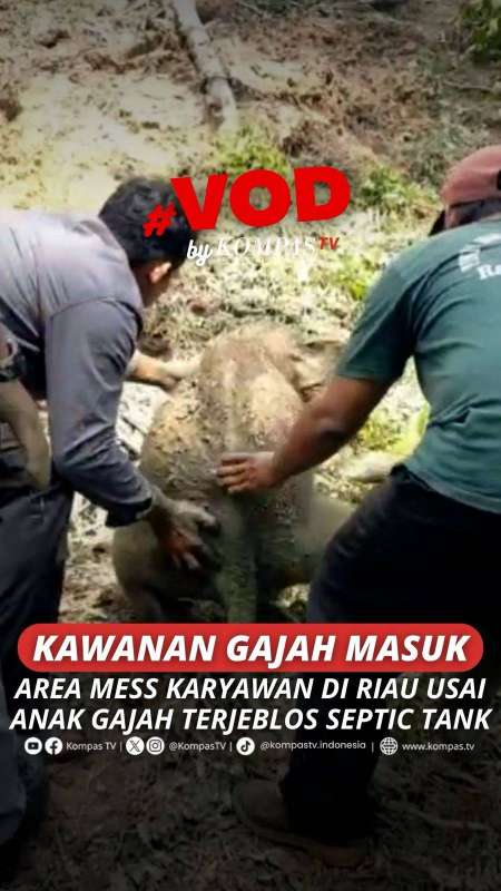 KAWANAN GAJAH MASUK AREA MESS KARYAWAN DI RIAU USAI ANAK GAJAH TERJEBLOS SEPTIC TANK