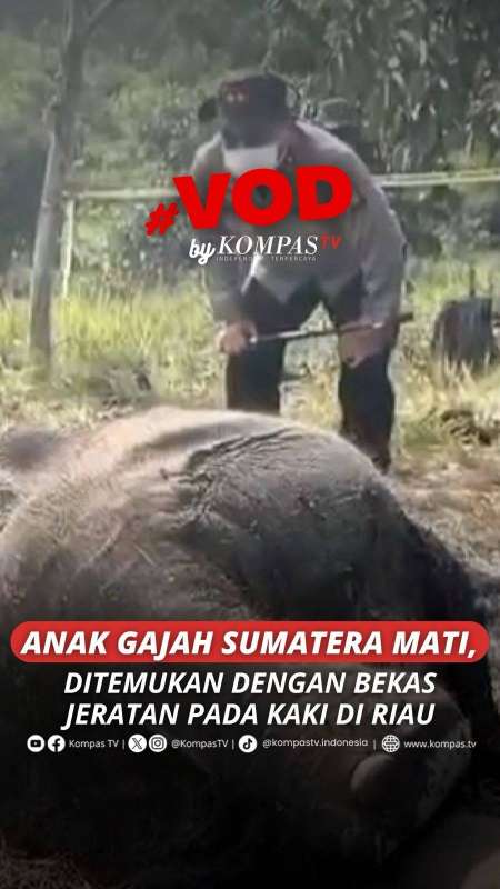 ANAK GAJAH SUMATERA MATI, DITEMUKAN DENGAN BEKAS JERATAN PADA KAKI  DI RIAU