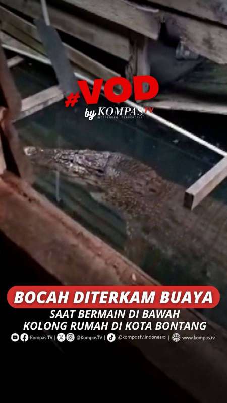 BOCAH DITERKAM BUAYA SAAT BERMAIN DI BAWAH KOLONG RUMAH DI KOTA BONTANG