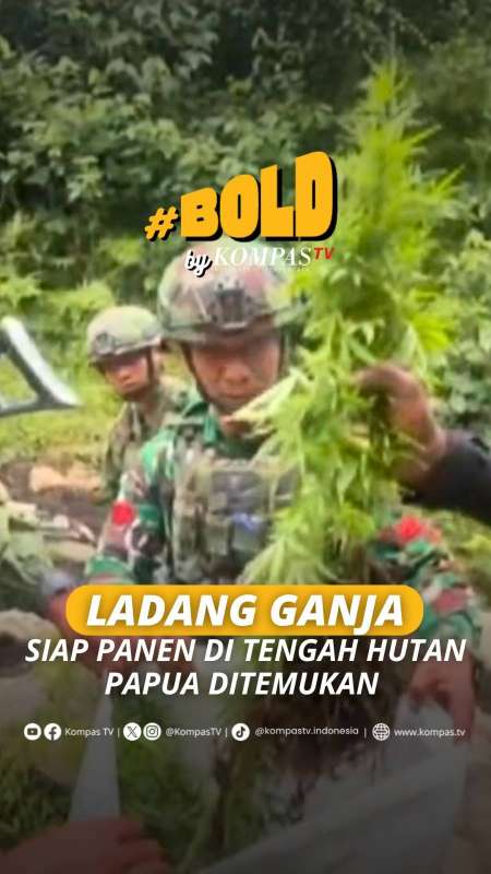 LADANG GANJA SIAP PANEN DI TENGAH HUTAN PAPUA DITEMUKAN
