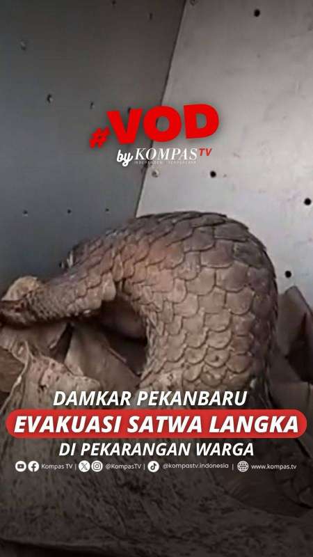 DAMKAR PEKANBARU EVAKUASI SATWA LANGKA DI PEKARANGAN WARGA 