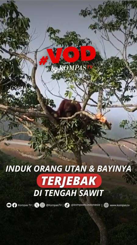 INDUK ORANG UTAN DAN BAYINYA TERJEBAK DI TENGAH KEBUN SAWIT