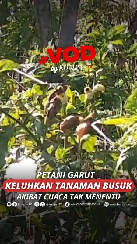PETANI GARUT KELUHKAN TANAMAN BUSUK AKIBAT CUACA TAK MENENTU 