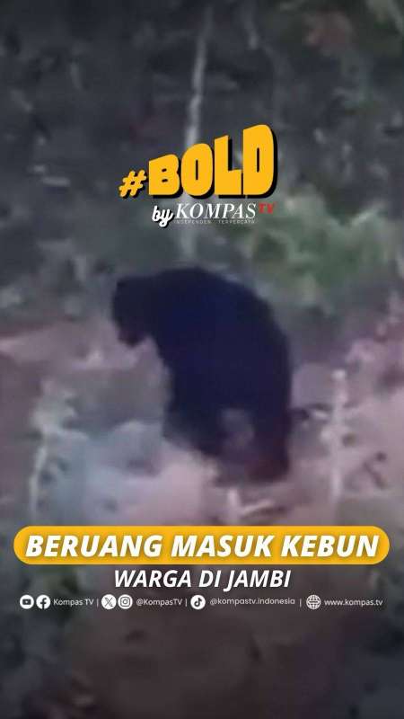 BERUANG MASUK KEBUN WARGA DI JAMBI 