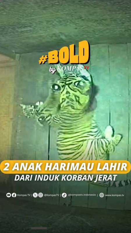 2 ANAK HARIMAU LAHIR DARI INDUK KORBAN JERAT