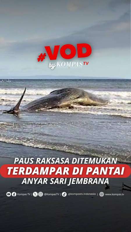 PAUS RAKSASA DITEMUKAN TERDAMPAR DI PANTAI ANYAR SARI JEMBRANA