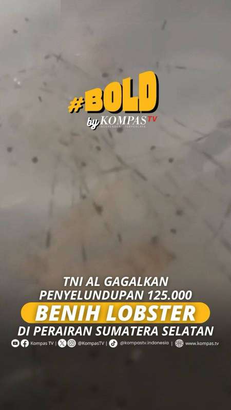 TNI AL GAGALKAN PENYELUNDUPAN 125.000 BENIH LOBSTER DI PERAIRAN SUMATERA SELATAN