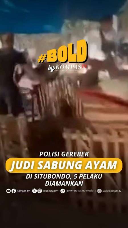 POLISI GEREBEK JUDI SABUNG AYAM DI SITUBONDO, 5 PELAKU DIAMANKAN 