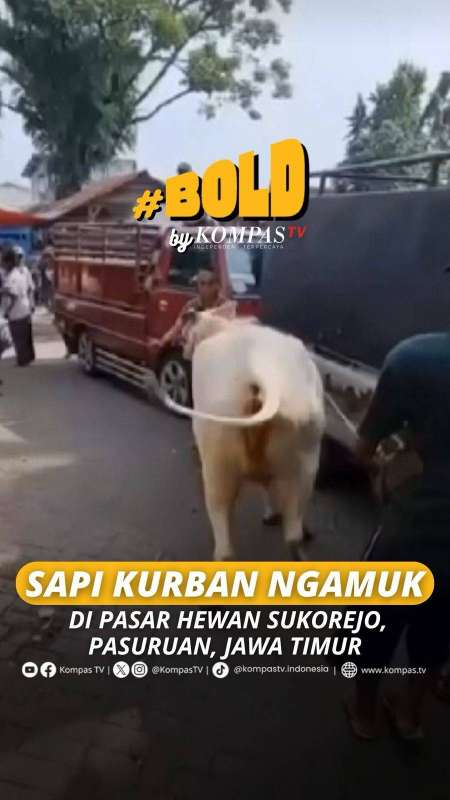 SAPI KURBAN NGAMUK DI PASAR HEWAN SUKOREJO, PASURUAN, JAWA TIMUR