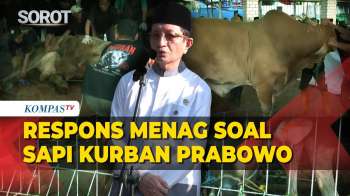 Menag Nasaruddin Buka Suara Soal Sapi Kurban Presiden Prabowo