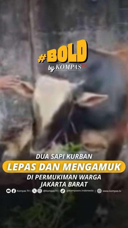 DUA SAPI KURBAN LEPAS DAN MENGAMUK DI PERMUKIMAN WARGA JAKARTA BARAT