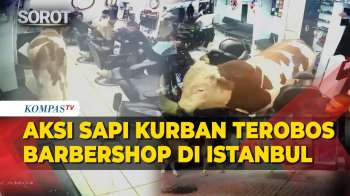 Panik! Sapi Ngamuk Masuk Barbershop Di Istanbul, Pegawai Dan Pelanggan Lari Kocar-Kacir